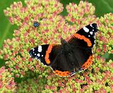 Red Admiral Butterfly 9A70D-23